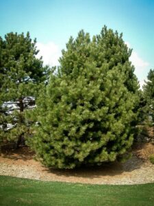 Сосна Чёрная (Pinus Nigra) купить по цене от 270.00р. в интернет-магазине «Посадика» с доставкой почтой в в Юргае и по всей России – [изображение №1].