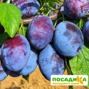 Слива Чачакская ранняя купить по цене от 229.00р. в интернет-магазине «Посадика» с доставкой почтой в в Юргае и по всей России – [изображение №1].