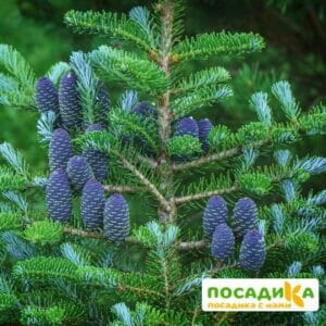 Пихта корейская (Abies koreana) купить по цене от 450.00р. в интернет-магазине «Посадика» с доставкой почтой в в Юргае и по всей России – [изображение №1].