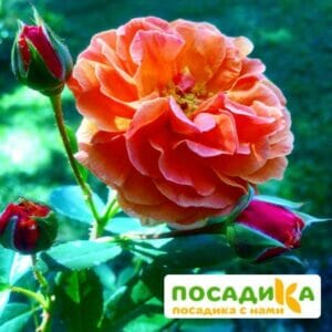 Роза Арабия купить по цене от 350.00р. в интернет-магазине «Посадика» с доставкой почтой в в Юргае и по всей России – [изображение №1].