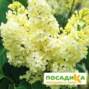 Сирень Примроуз (Primrose) купить по цене от 529.00р. в интернет-магазине «Посадика» с доставкой почтой в в Юргае и по всей России – [изображение №1].