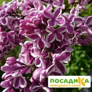 Сирень Сенсация купить по цене от 529.00р. в интернет-магазине «Посадика» с доставкой почтой в в Юргае и по всей России – [изображение №1].