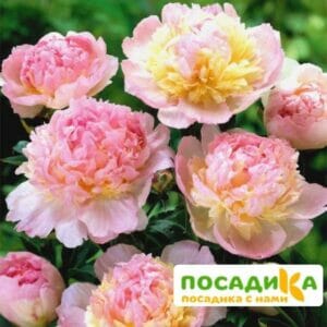 Пион Распберри Сандей (Paeonia Raspberry Sundae) купить по цене от 959р. в интернет-магазине «Посадика» с доставкой почтой в в Юргае и по всей России – [изображение №1].