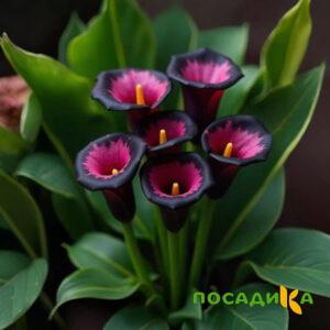 Калла Аура Лейс купить по цене от 400р. в интернет-магазине «Посадика» с доставкой почтой в в Юргае и по всей России – [изображение №1].