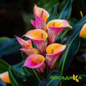 Калла Оникс купить по цене от 450р. в интернет-магазине «Посадика» с доставкой почтой в в Юргае и по всей России – [изображение №1].