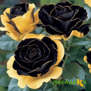 Роза Ханни Сикл купить по цене от 700р. в интернет-магазине «Посадика» с доставкой почтой в в Юргае и по всей России – [изображение №1].