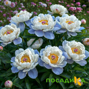 Пион акварельный Этюд купить по цене от 806р. в интернет-магазине «Посадика» с доставкой почтой в в Юргае и по всей России – [изображение №1].