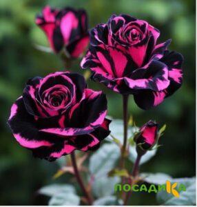Роза Багровый Шепот купить по цене от 366р. в интернет-магазине «Посадика» с доставкой почтой в в Юргае и по всей России – [изображение №1].