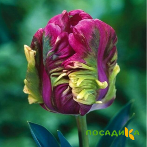 Тюльпан Экзотик Хэвен купить по цене от 186р. в интернет-магазине «Посадика» с доставкой почтой в в Юргае и по всей России – [изображение №1].